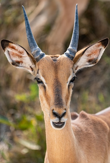 Portrait of male Impala Aepyceros Melampus