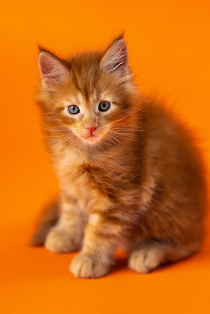 Portrait of male kitten of american longhair coon cat breed months old of color red classic tabby s