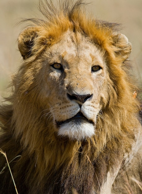 Portrait of a male lion. Kenya. Tanzania. Masai Mara. Serengeti.