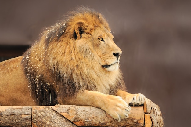 Portrait of male lion looking forward