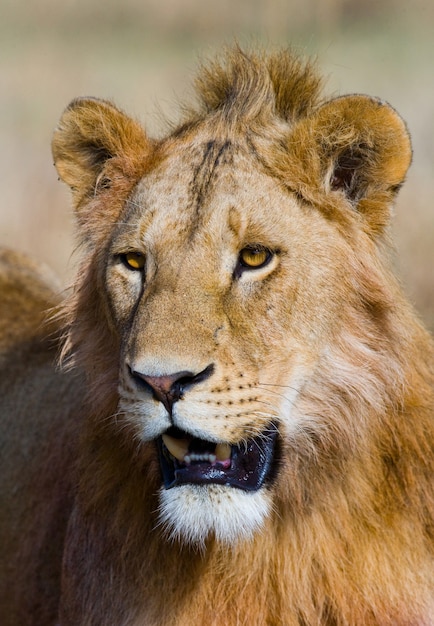 Photo portrait of a male lion