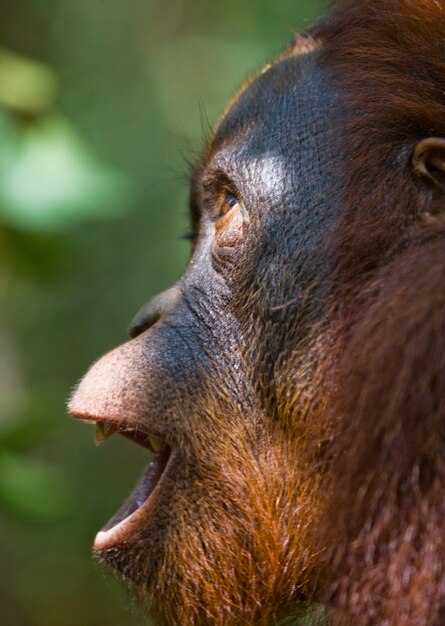 Photo portrait of a male orangutan. close-up. indonesia. the island of kalimantan (borneo).