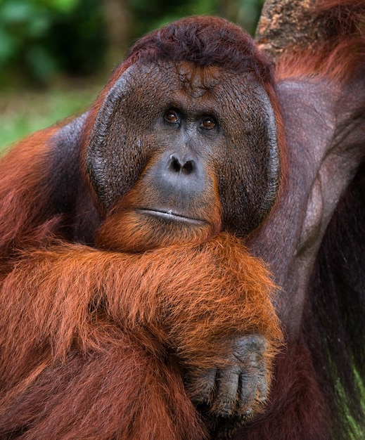 男性のオランウータンの肖像画。閉じる。インドネシア。カリマンタン島（ボルネオ）。