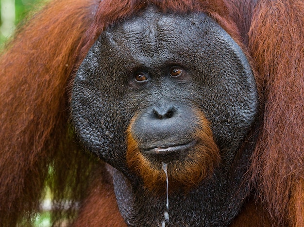 Portrait of a male orangutan. Close-up. Indonesia. The island of Kalimantan (Borneo).