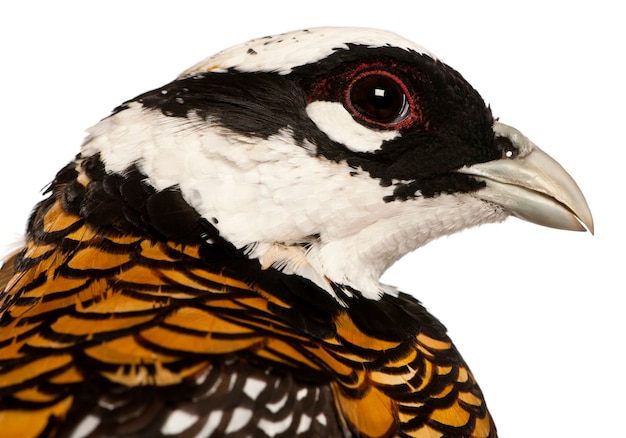 Photo portrait of male reeves's pheasant, syrmaticus reevesii, can grow up to 210 cm long, in front of white surface