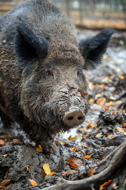 Photo portrait male wild-boar in autumn forest. wildlife scene from nature