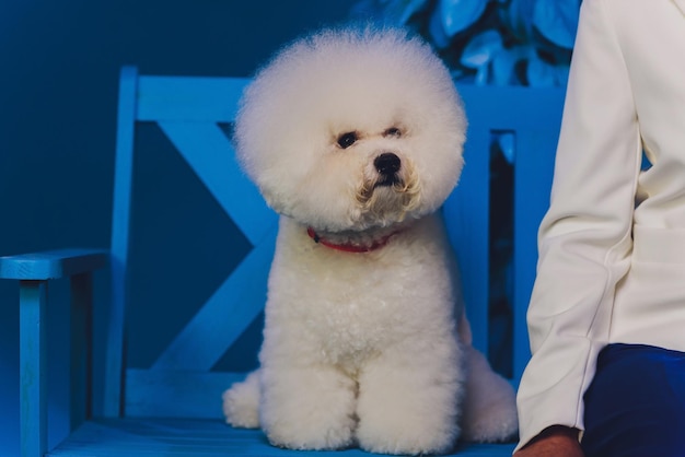 Portrait Maltese lapdog Closeup portrait small white dog