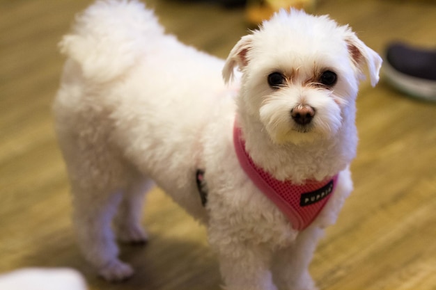硬木の床に立っているマルタスの子犬の肖像画
