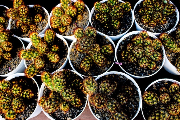 Portrait of Mammillaria elongata flowers