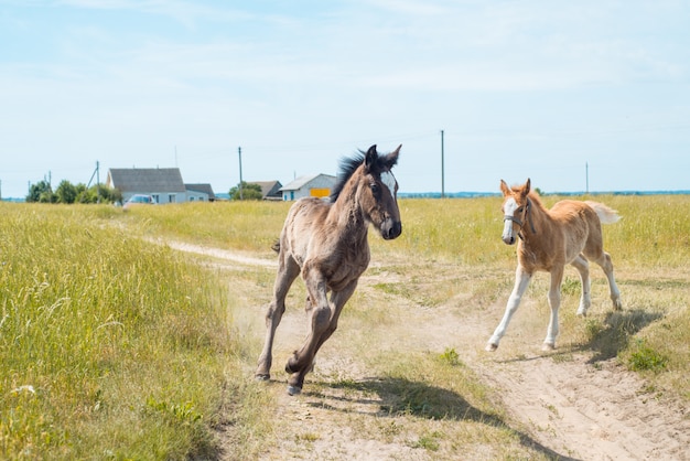 Portrait of a mare and her foal in rye field with beautiful green background.