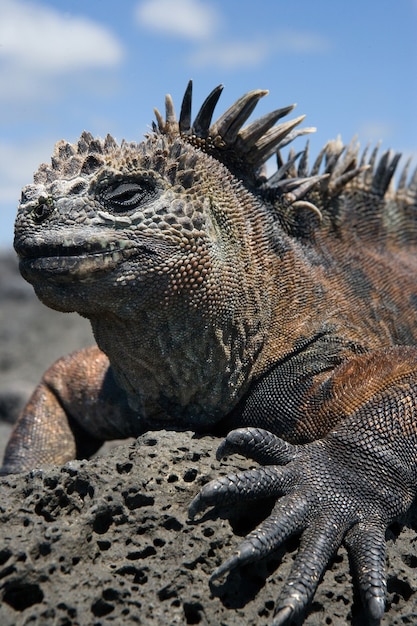 Portrait of the marine iguana in nature