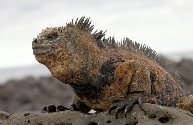 Portrait of the marine iguana in nature