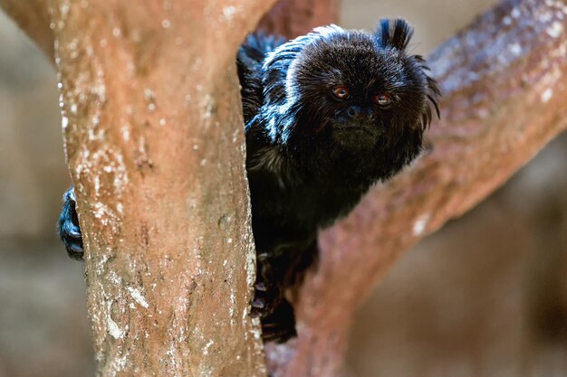 Foto ritratto di un macaco marmosetto seduto sul tronco di un albero