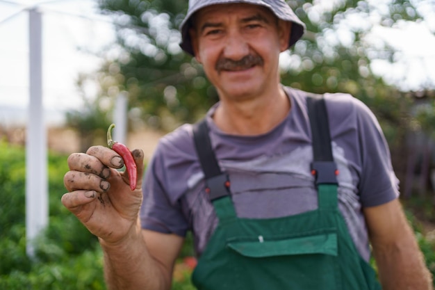 Portrait of mature man hold red chili pepper in his rough hand Proud Caucasian man farmer harvesting vegetables