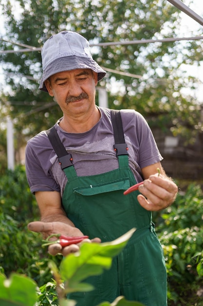 Portrait of mature man hold red chili pepper in his rough hand Proud Caucasian man farmer harvesting vegetables