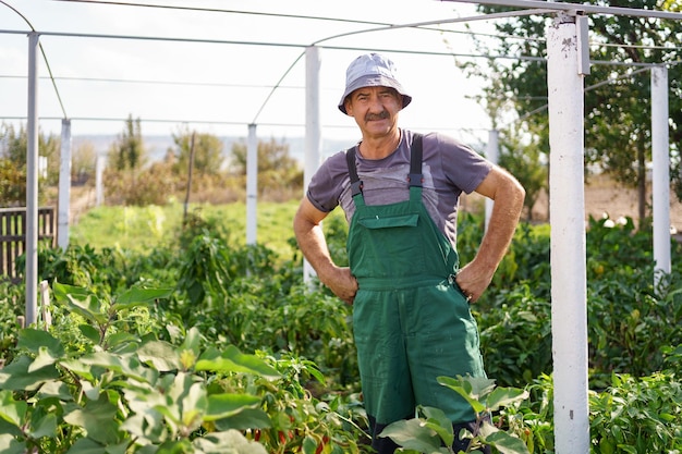 Ritratto di uomo maturo che raccoglie verdure dal giardino sul retro orgoglioso agricoltore caucasico che raccoglie verdure
