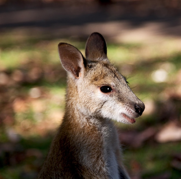 Photo portrait of meerkat on field