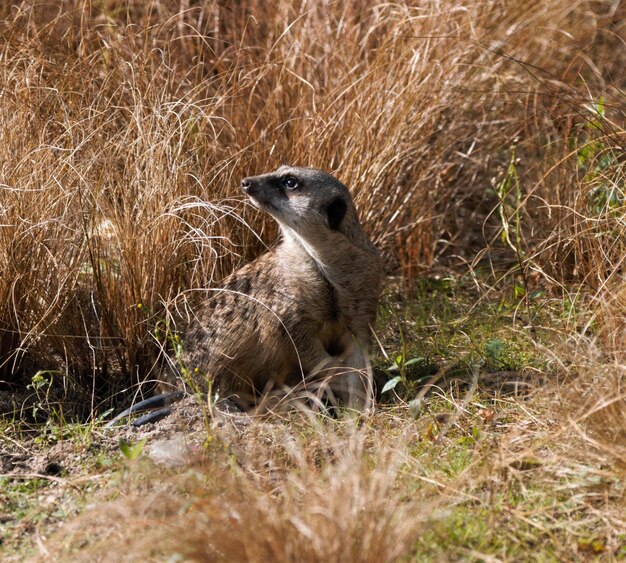 Photo portrait of meerkat on field