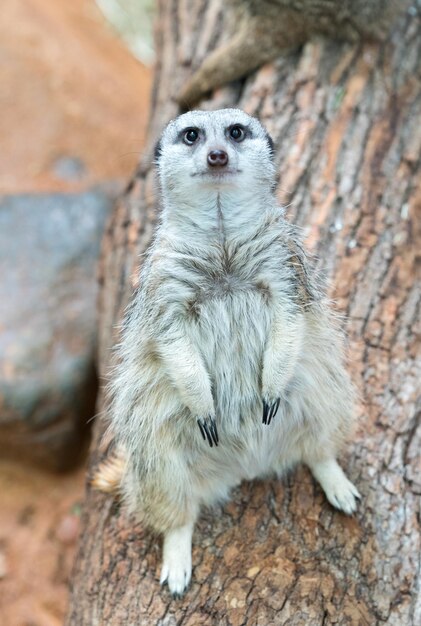 Photo portrait of meerkat on rock