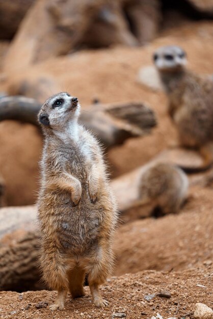 Portrait of Meerkat Suricata suricatta