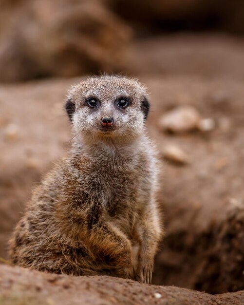 Portrait of Meerkat