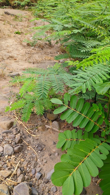 portrait of Mimosa pigra green leaf plant