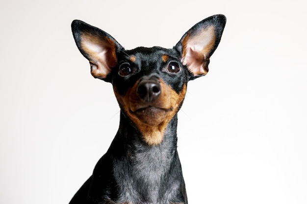 portrait of miniature pinscher dog with symptom disease  follicular dysplasia or alopecia pattern