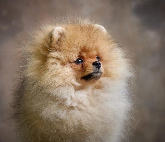 Foto ritratto di cucciolo di spitz di pomerania in miniatura