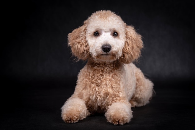 Photo portrait of the miniature poodle dog