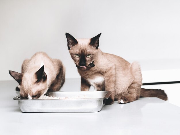 Siamese Cat Diet