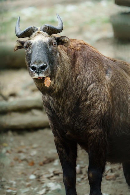 Foto ritratto di mishmi takin nello zoo