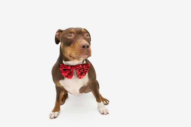 Portrait mixedbreed dog celebrating valentine's day birthday or christmas wearing a red bow tie Isolated on white background