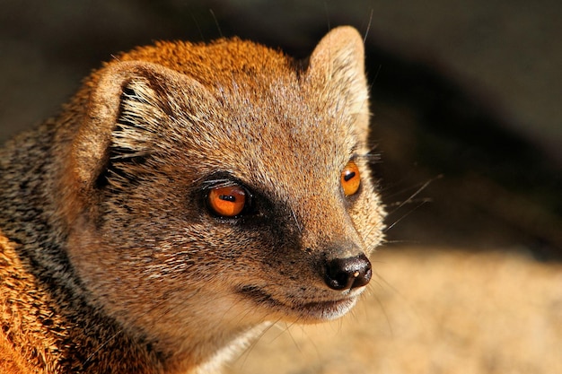 Portrait of a mongoose with yellow eyes.