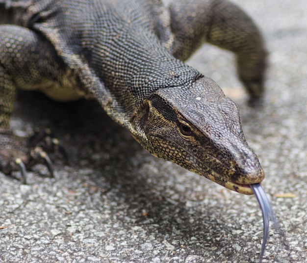 Portrait of a monitor lizard