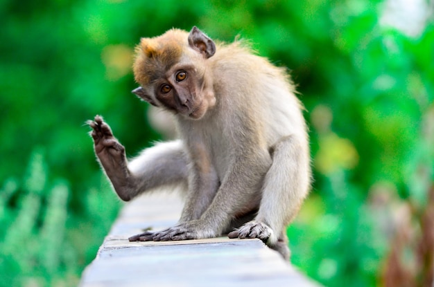 portrait of monkey against blurred trees