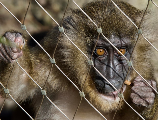 Portrait of a monkey in cage