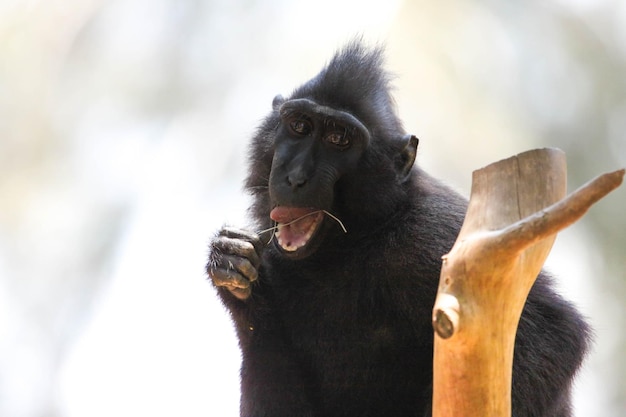 Photo portrait of monkey eating twig