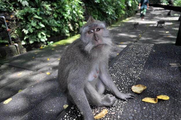 Photo portrait of monkey on footpath