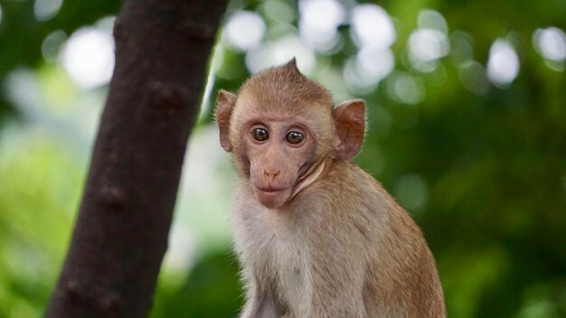 Photo portrait of monkey in a forest