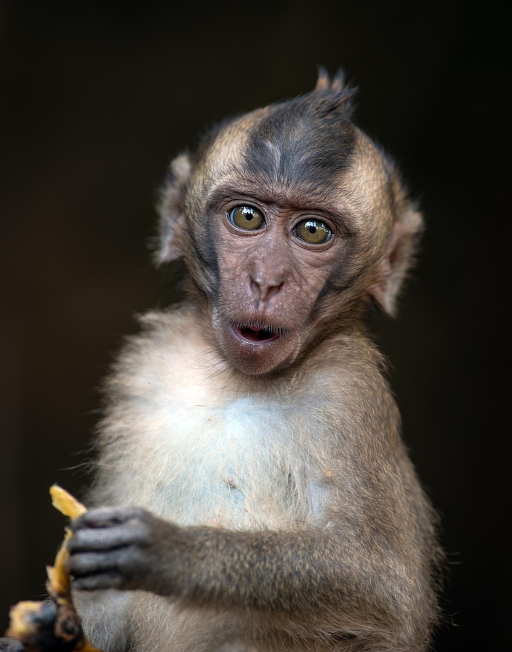 Photo portrait of monkey infant against black background