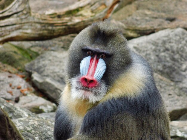 Photo portrait of monkey on rock