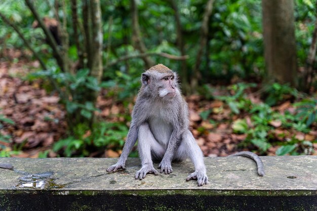 Portrait of a monkey at SaPortrait of a monkey at Sangeh monkey forest in Bali near Ubud village