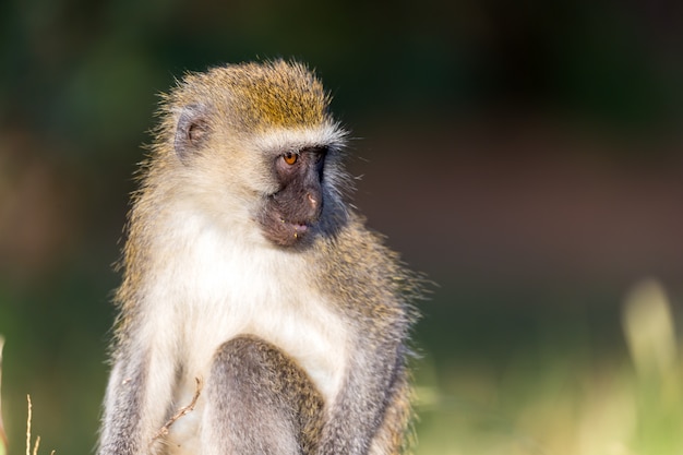 The portrait of a monkey in the savannah of Kenya