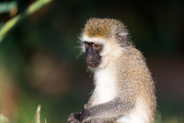 The portrait of a monkey in the savannah of kenya