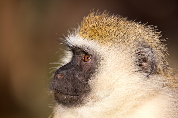 The portrait of a monkey in the savannah of Kenya