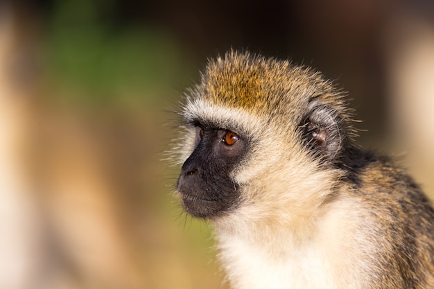 The portrait of a monkey in the savannah of Kenya