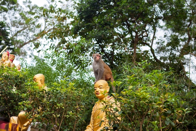 Portrait of monkey sitting on head statue of monk horizontal shot