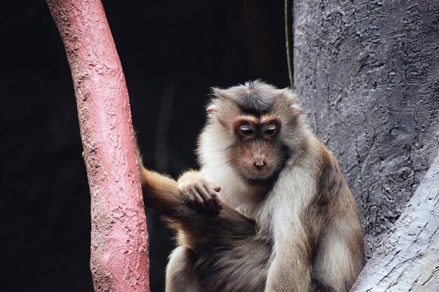 Portrait of monkey sitting outdoors