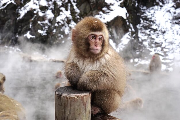 岩の上に座っている猿の肖像画