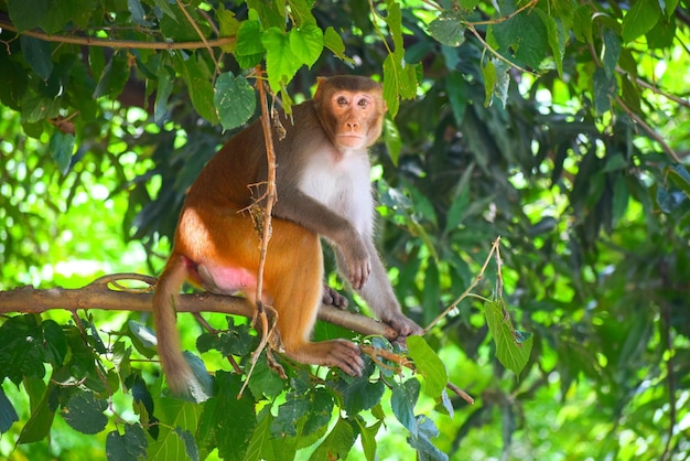 Photo portrait of monkey sitting on tree in forest